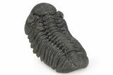 Phacopid (Morocops) Trilobite - Completely Removed From Rock! #249256-5